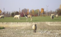Pastvina pre ovečky a divú zver pri jazere